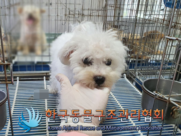 한국동물구조관리협회_441559202300427